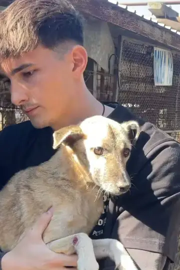 Постер к сериалу "How to kill a puppy and get rich - Die Hunde Mafia" #1555671