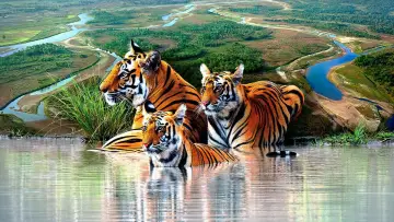 Задник к сериалу "Tiger Island" #1602698
