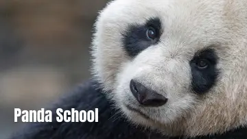 Задник к сериалу "Panda School" #1484007
