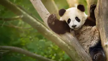 Задник к сериалу "Panda School" #1484008
