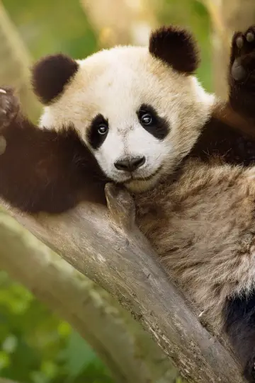 Постер к сериалу "Panda School" #1484009