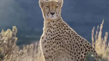 Задник к сериалу "Africa Earth
