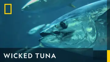 Задник к сериалу "Wicked Tuna" #1357120