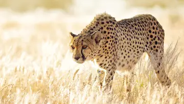 Задник к сериалу "The Hunt" #1800895