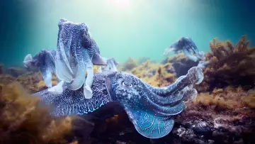 Задник к сериалу "Голубая планета 2" #1454195