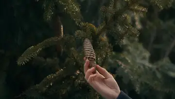 Задник к сериалу "Энн" #1327420