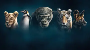 Задник к сериалу "Династии" #1490097