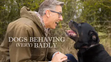Задник к сериалу "Dogs Behaving (Very) Badly" #1512739