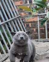 Анна Смолякова