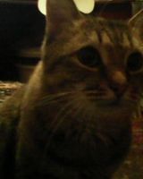 Михаил Гаенков