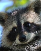 Оксана Вышенцева