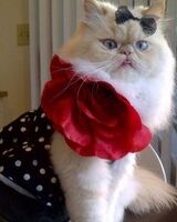 Ирина Быстрова