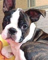 Антоний Фёдоров