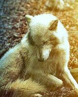 Ксения Тимофеева