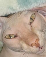 Никита Витков