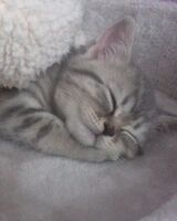 Анастасия Герасимова