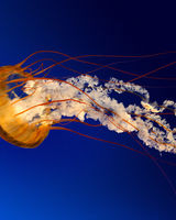 Константин Гаринсотник