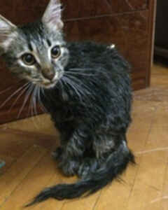 Магнус Дарксирович