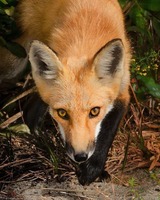 Диана Олеговна