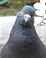 Роман Торжков