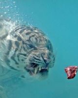 Ростислав Колосов