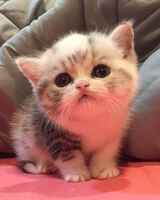 Анна Резник