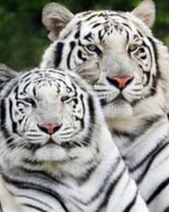 Владимир Дроздов