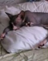 Арина Коптева