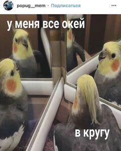 Ксссс Алло