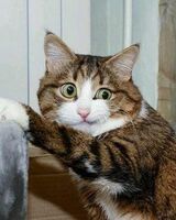 Рома Иванов