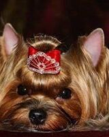 Алекс Трумен