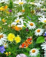 Ирина Ванина