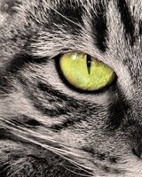 Александра Шморгун