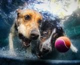 Кирилл Елесин