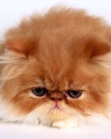 Анастасия Боня