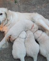 Марина Олий