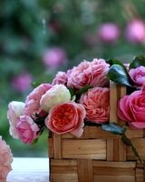 Алена Кузьмина