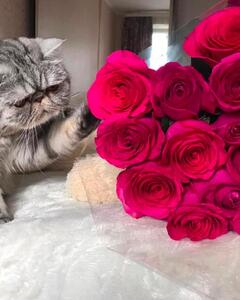 Виктория Ковалева