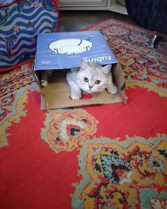 Ирина Корнеева