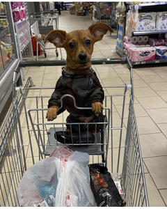 Ольга Вангулова