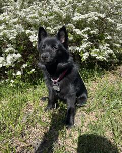 Собака шипперки Пума 