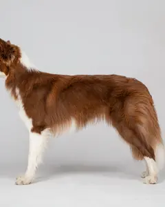 Ирина Чикина