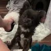 Анна Новикова