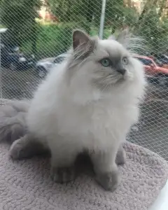 Мария Семёнова