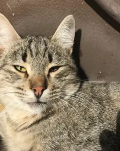 Бариянтусс 