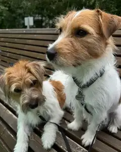 Кайли и блэйз 