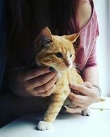 Виктория Галкина