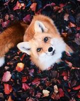 Олеся Смирнова