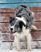 Марина Шикалова