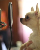 Андрей Сокол